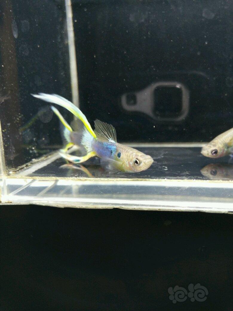 孔雀鱼日本蓝双剑孔雀鱼