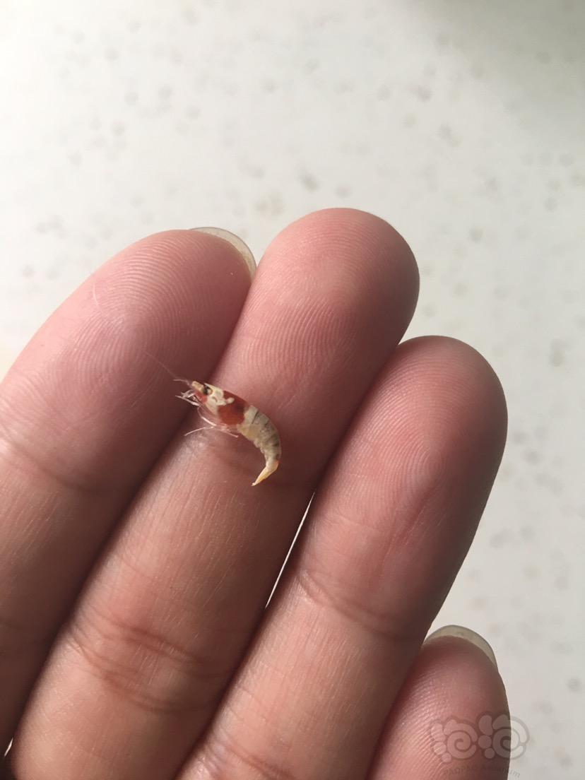 今天早上第一次发现死虾