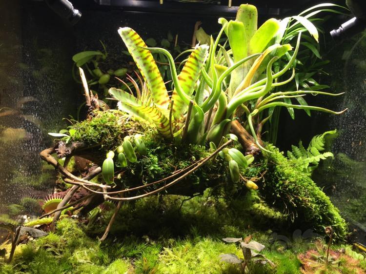新开的雨林食虫缸大家来拍砖