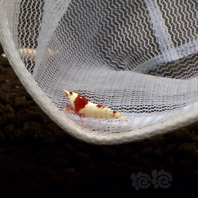 【虾】2017-04-12#RMB拍卖纯血红白4只-2-图3