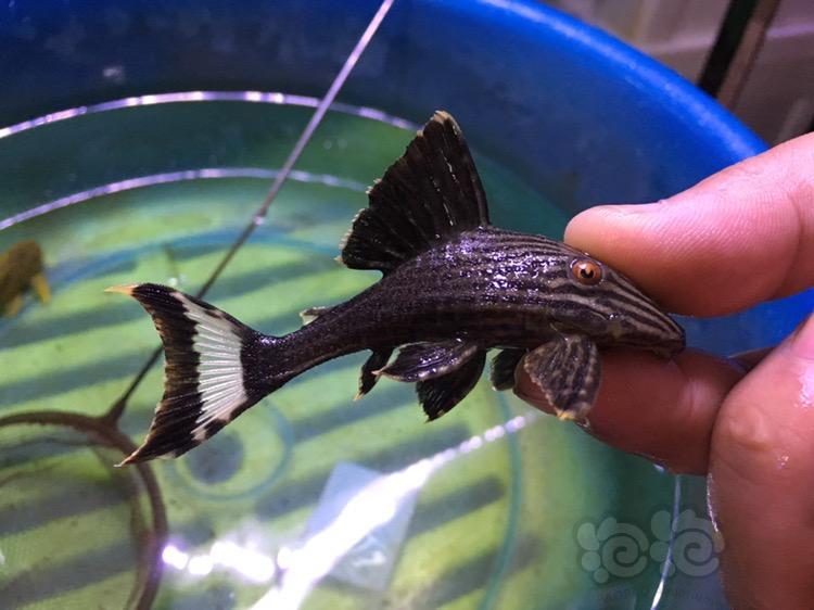 出售养定鲨帆金钻哥白皇冠豹