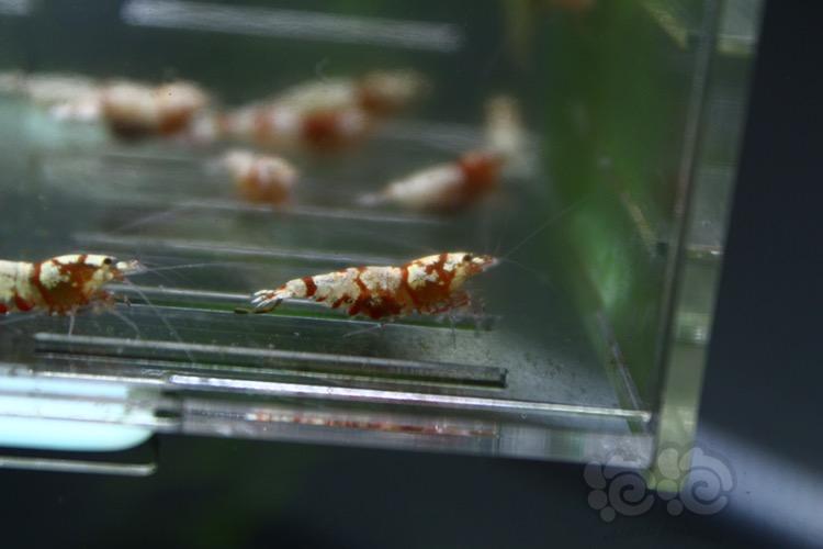 【虾】2017-04-30#RMB拍賣紅虎晶母蝦20只-图3