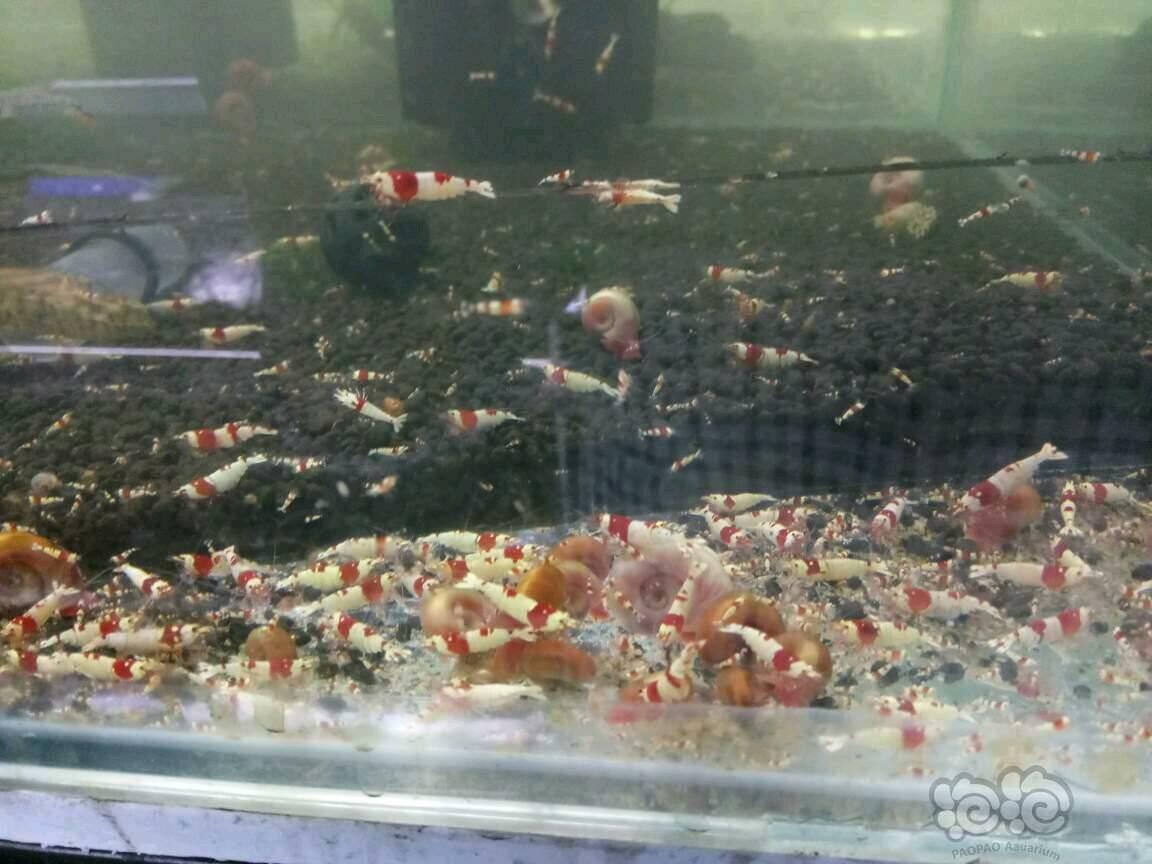 【出售】【出售】红白水晶虾-图5