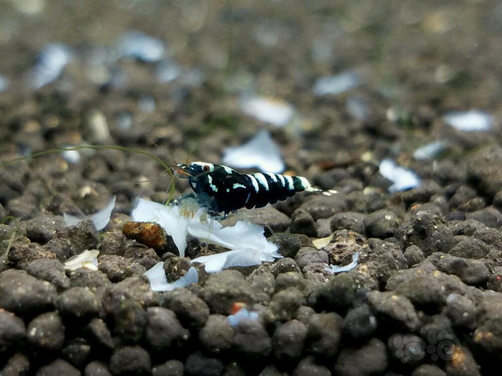 20170501rmb拍卖银河水晶虾1只一份