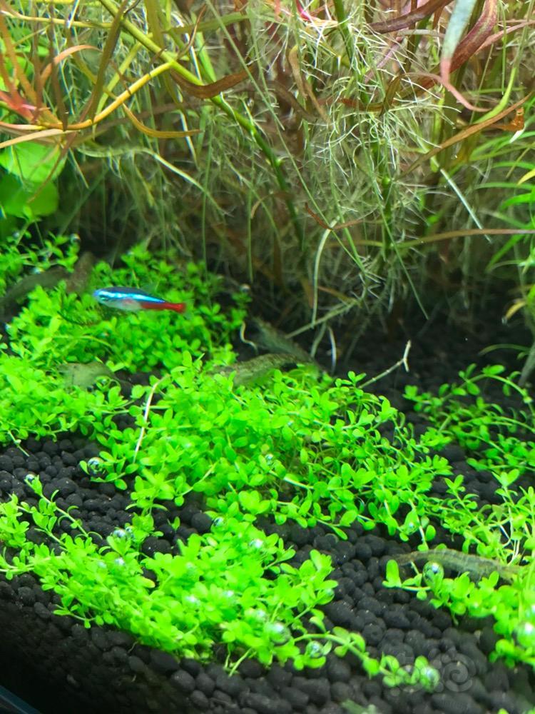 状态绝对就是小红莓为啥不红