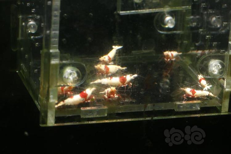 【出售】最后出点红白水晶虾 -图4