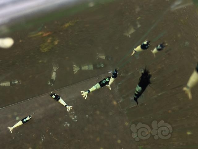 【虾】2017-04-09#RMB拍卖黑pinto水晶虾20只一份-图6