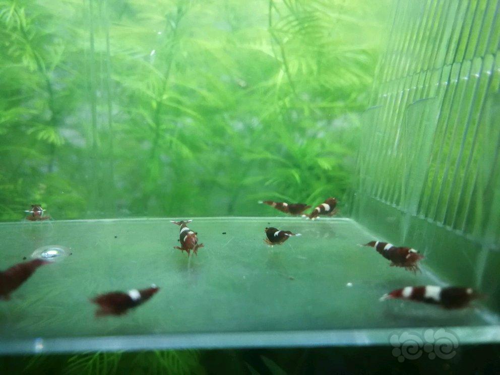 【虾】2017-04-25#RMB拍卖酒红系杂虾18只-图3