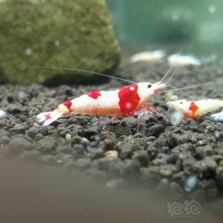【虾】2017-4-16#RMB拍卖纯血红白水晶虾5只-图3