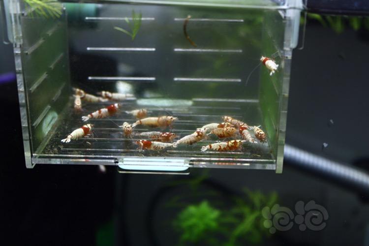 【虾】2017-04-30#RMB拍賣紅虎晶母蝦20只-图1