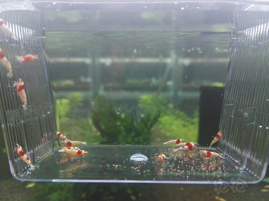 【虾】2017-04-11#RMB拍卖EVER™红白水晶虾15只-图3