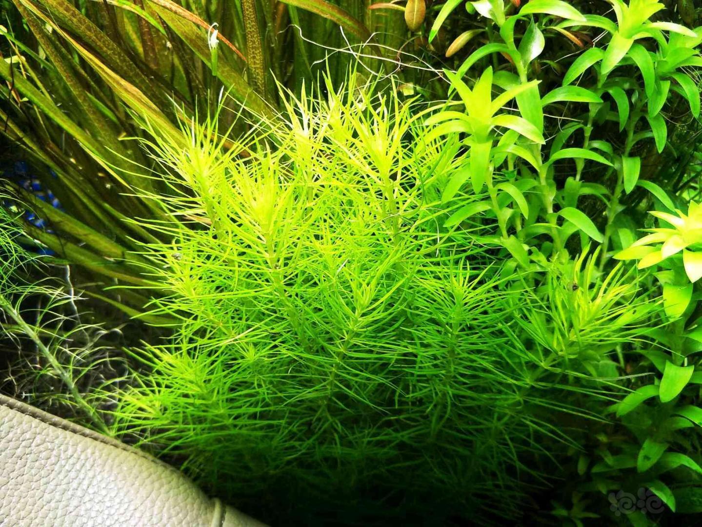 出售水草一份100