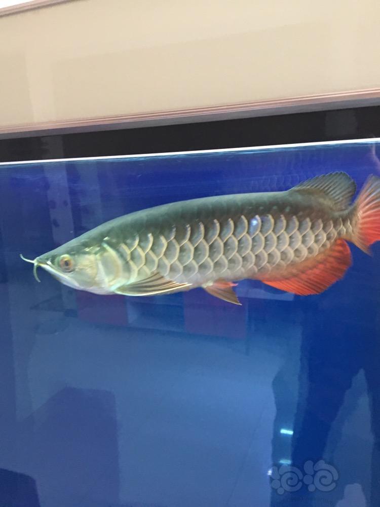 龙鱼这个是高背金龙