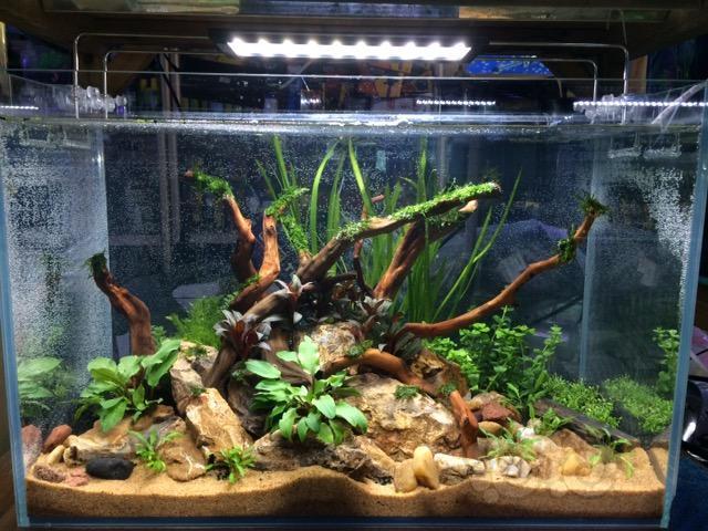 南美风的造景步骤