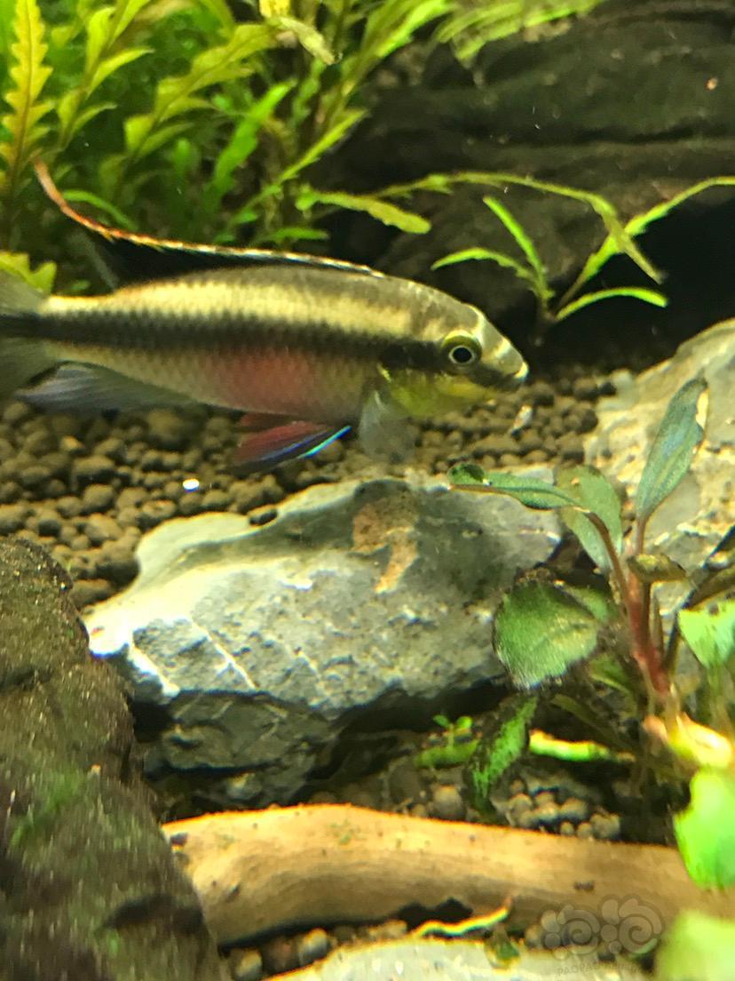 短鲷红肚凤凰第二窝了