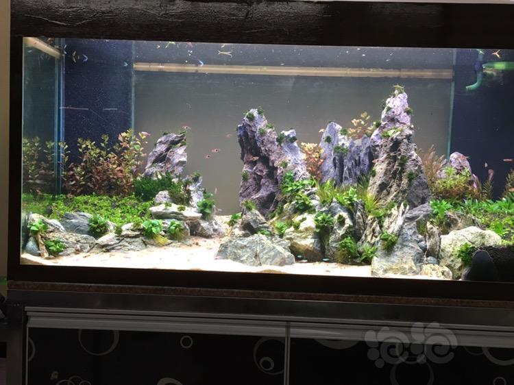 134底滤缸改造草缸完成