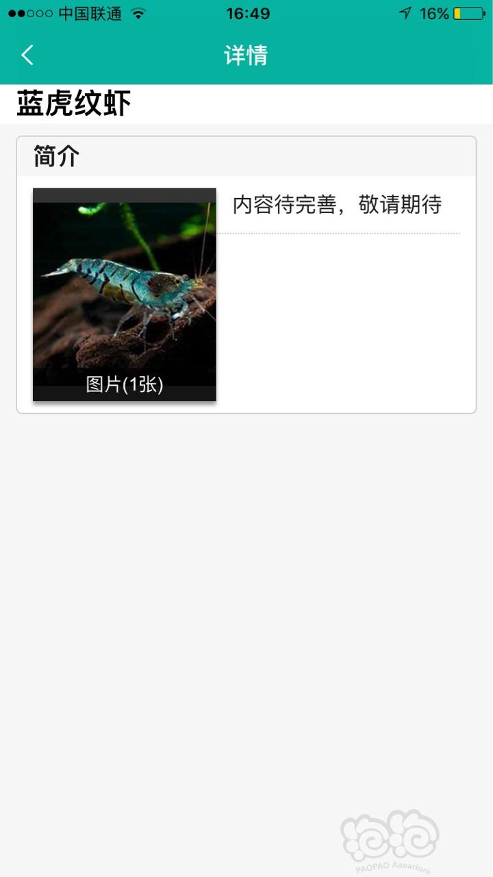 【求购】求蓝虎纹虾……-图1
