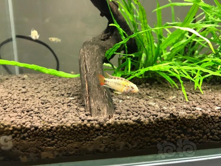 【短鲷】新入血红维吉塔一对