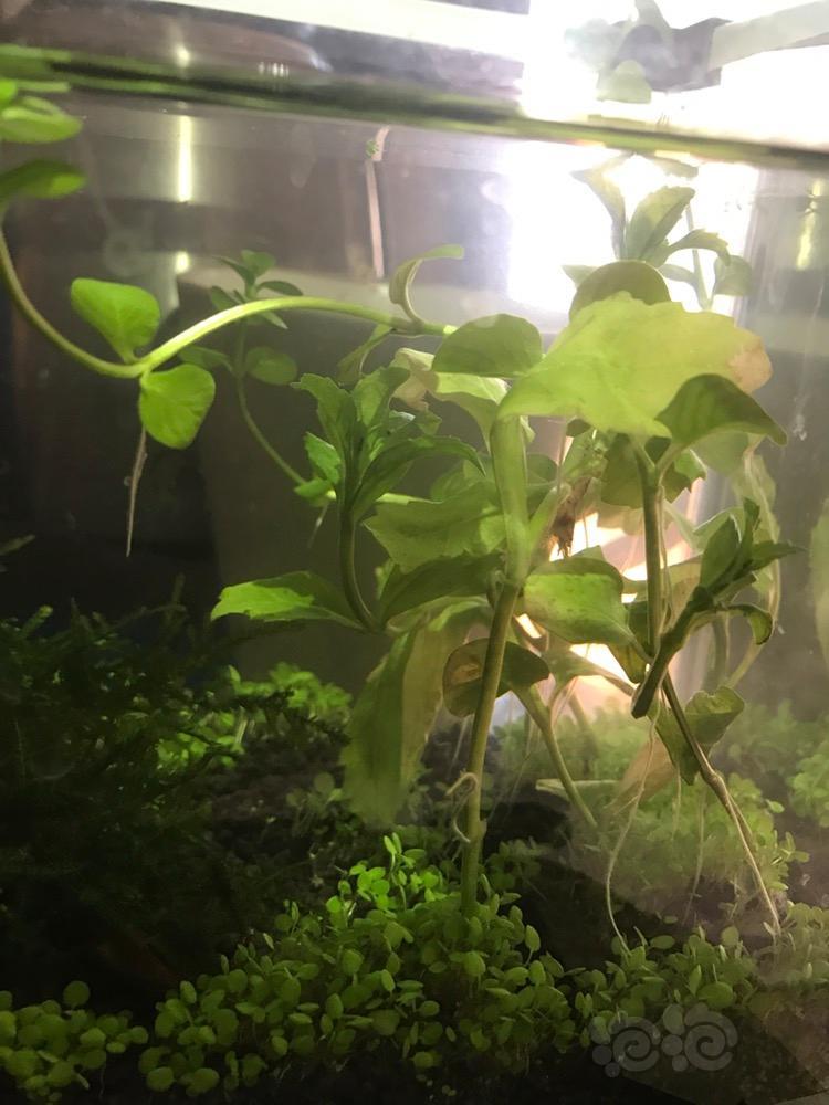 水草发黄了水浑