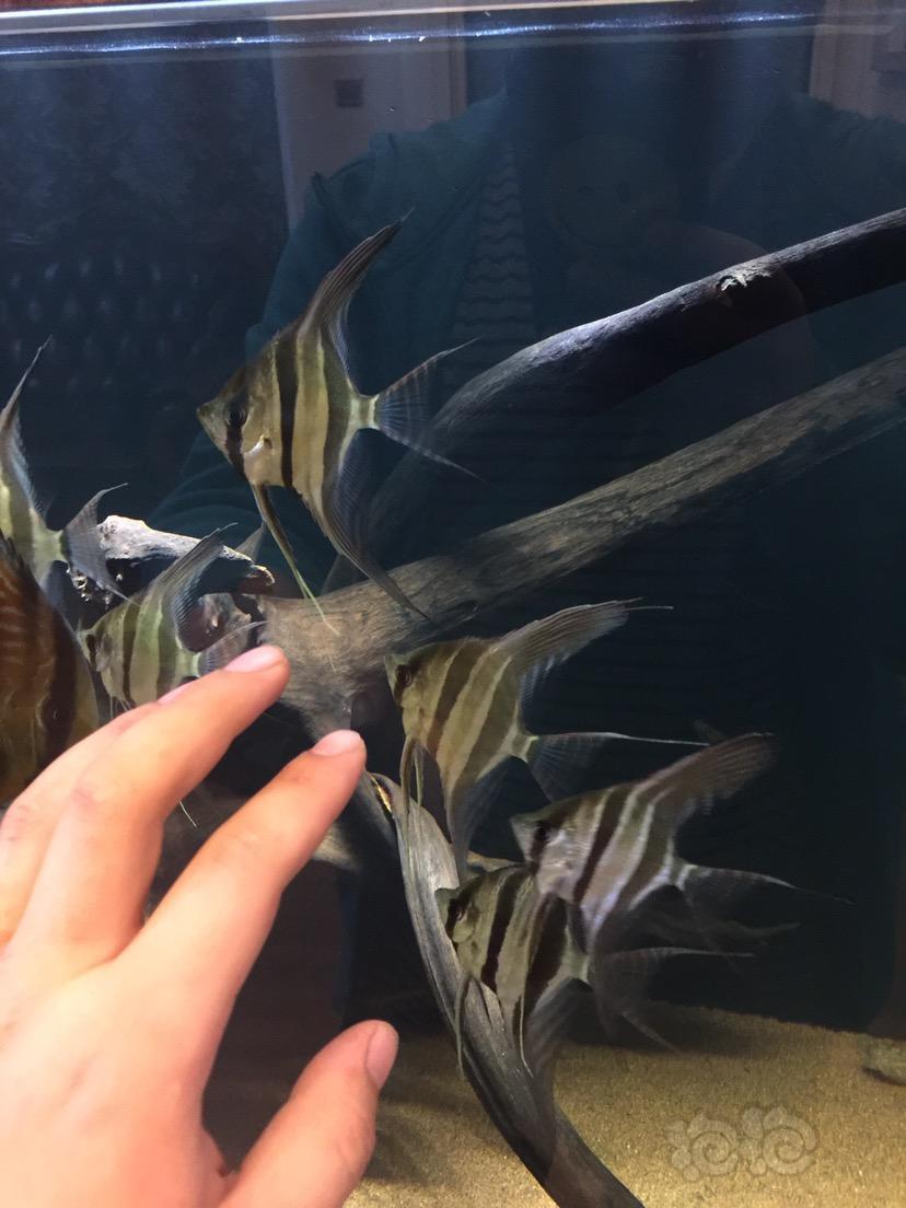 神仙鱼埃及入缸2月状态一点点恢复