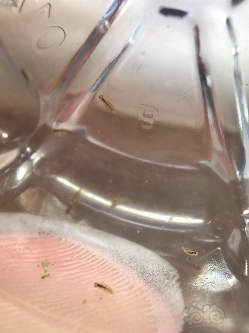 求助求助!缸里出现这样的虫子 对小虾有害吗?