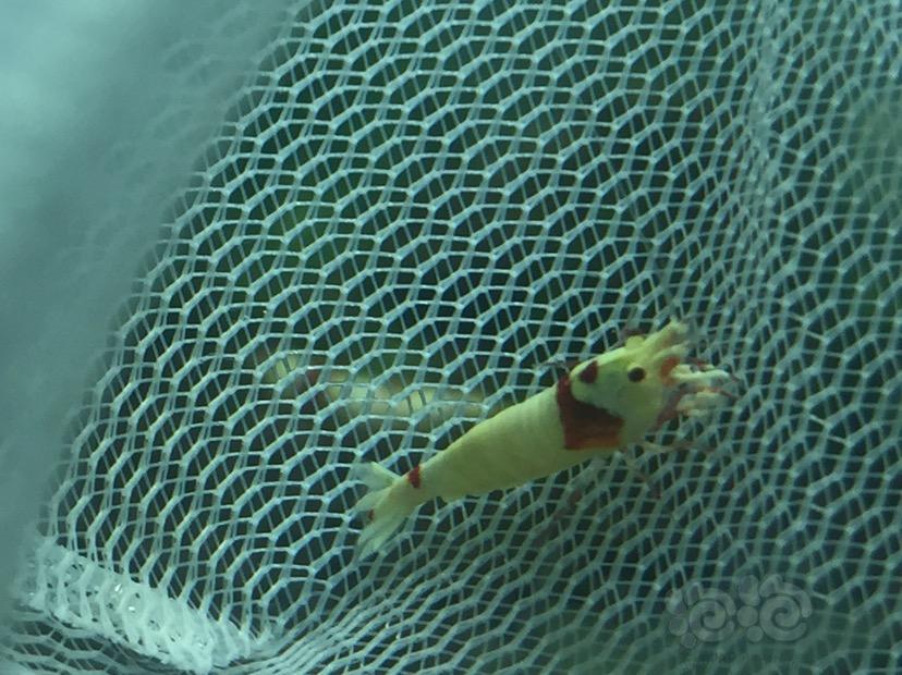 【虾】2017-05-23#RMB拍卖红白水晶虾2只-图4
