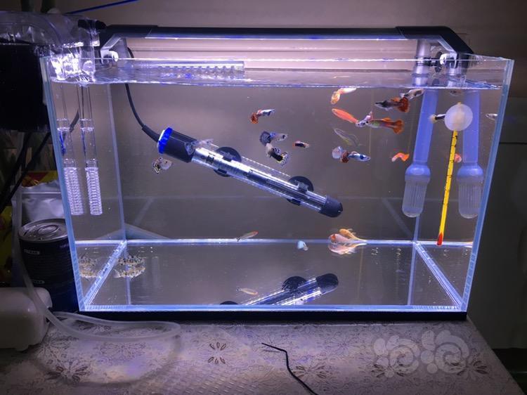 孔雀鱼 裸缸养孔雀鱼总烂尾死亡 泡泡水族