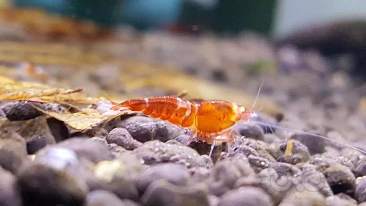 金眼虾属于米虾还是水晶虾-图2