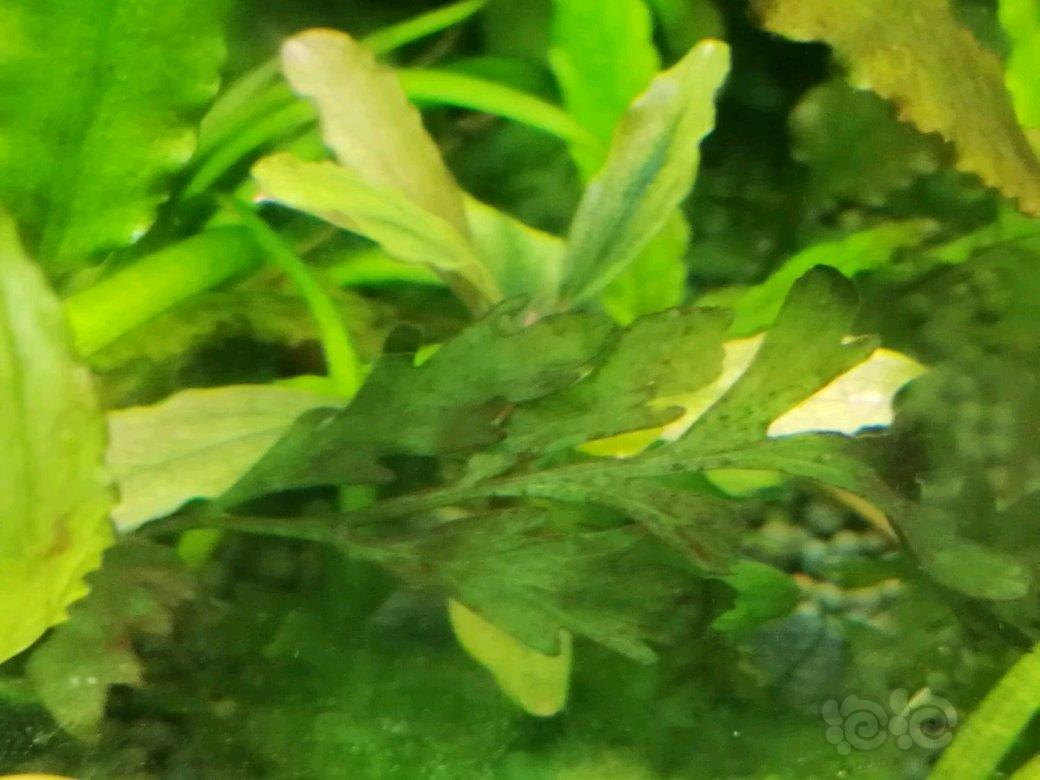 黑木蕨发黑怎么回事啊