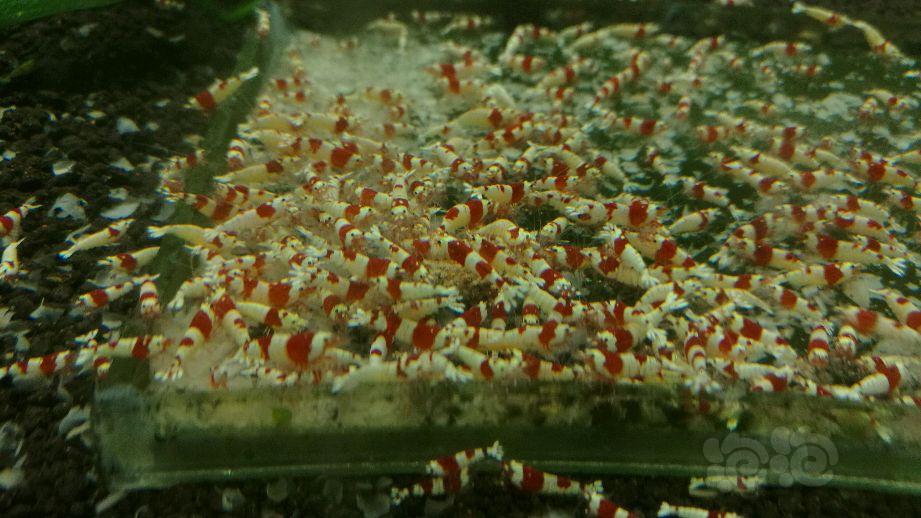 【出售】出纯血红白水晶虾-图2