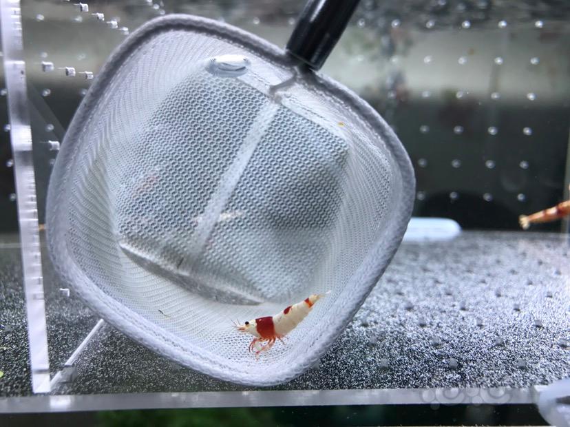 【虾】2017-05-25#RMB拍卖红白水晶虾4只-图5