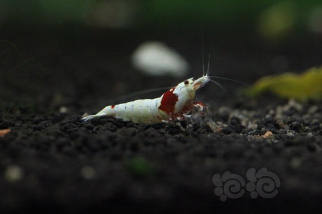 【出售】出红白水晶虾-01-图1