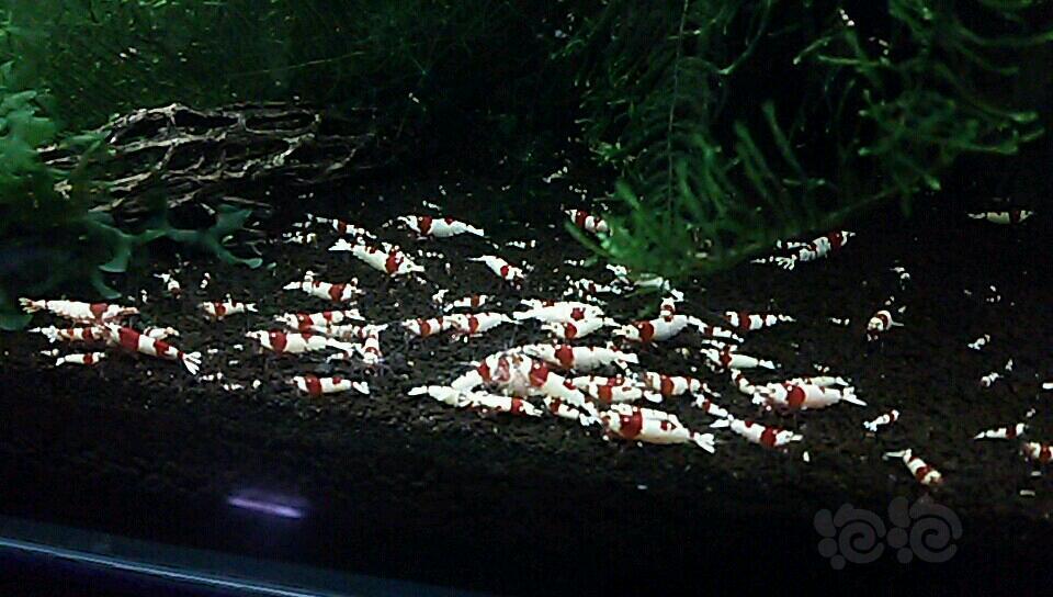 【出售】让利两组纯血红白水晶虾-图4