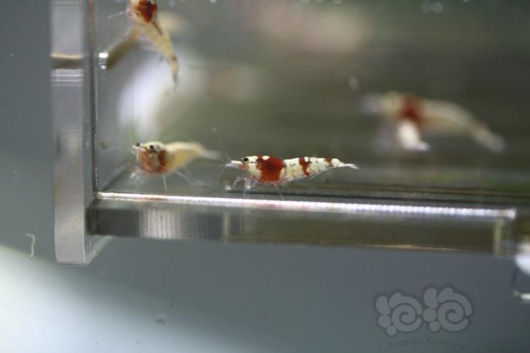 【虾】2017-05-02#RMB拍賣紅虎晶雜蝦50只-图5