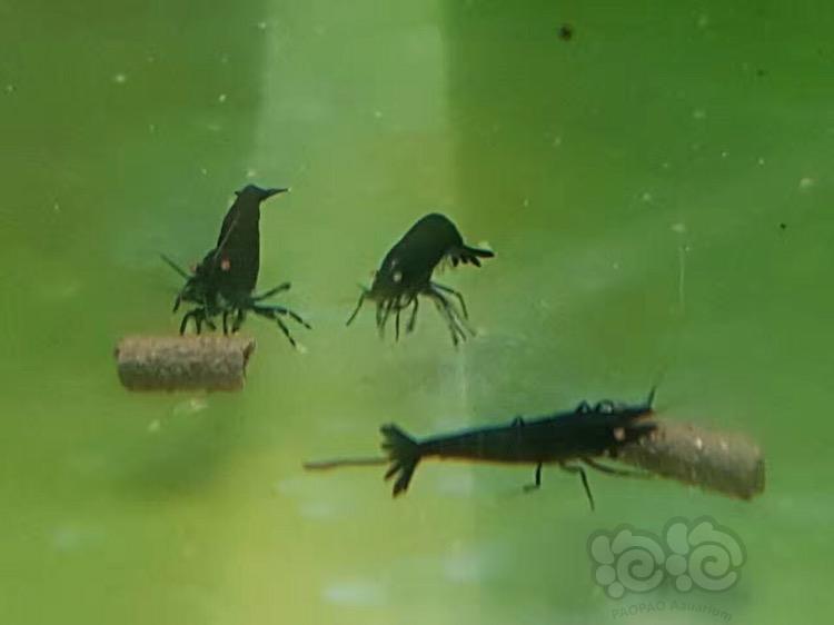 金眼虾属于米虾还是水晶虾-图5