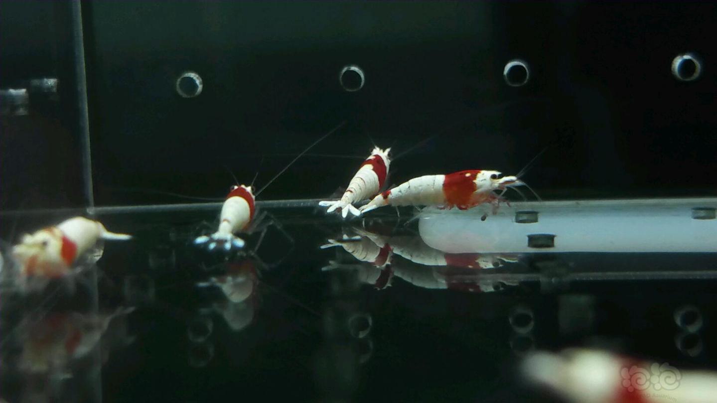 【虾】2017-05-31#RMB拍卖纯血红白水晶虾白区一份15只-图5