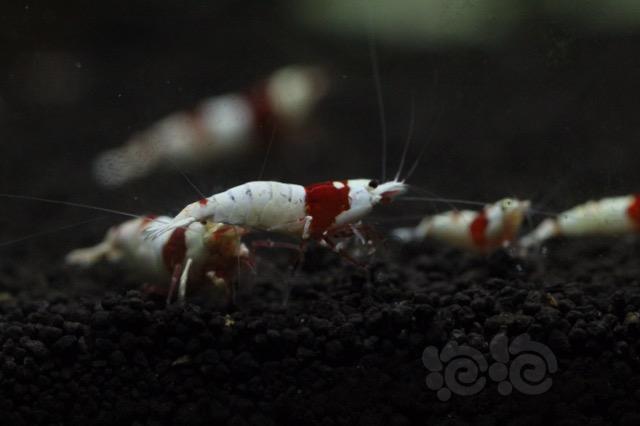 【出售】出红白水晶虾-01-图3