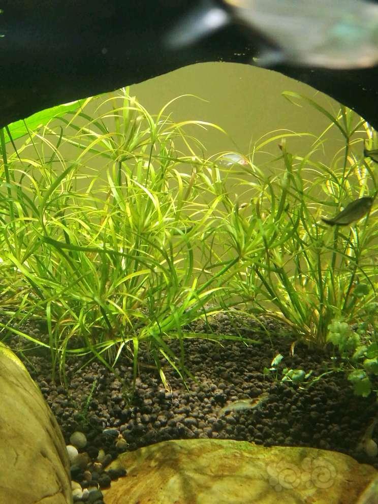 赤焰灯芯草是怎么繁殖的?