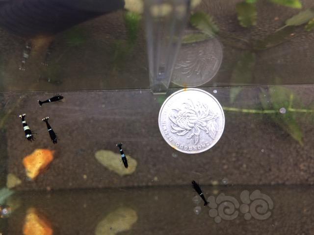【虾】2017-06-01#RMB拍卖黑P基因虾40只一份-图2