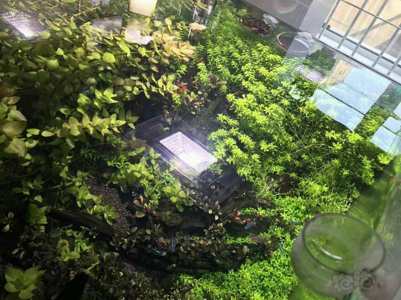 出售出售爬地虎耳四叶珍珠草