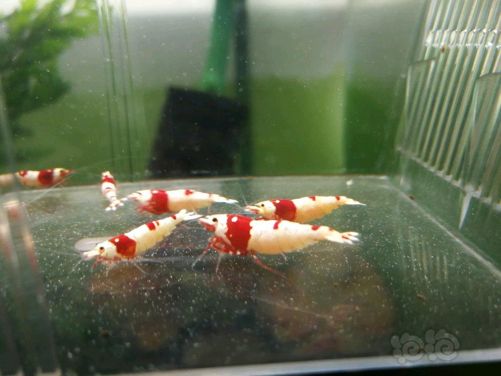 【虾】2017-05-01#RMB拍卖纯血红白虾繁殖组6母6公-图5