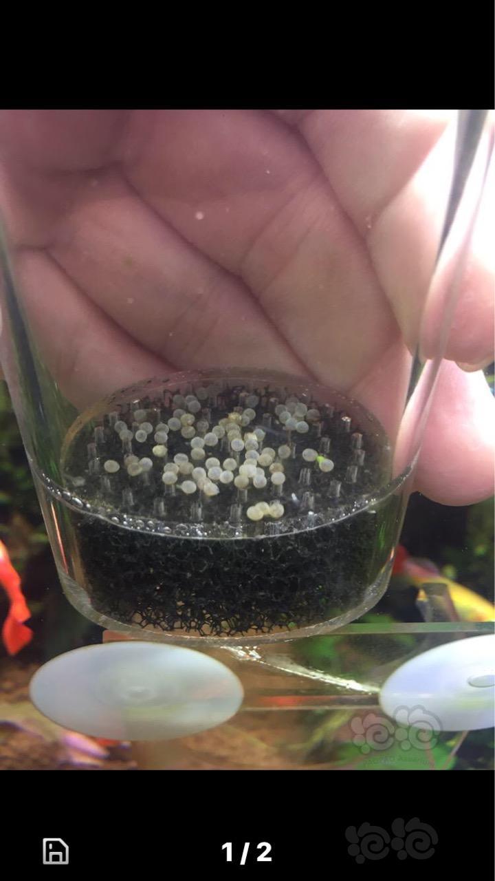 鼠鱼郁闷了鼠鱼孵化出来了