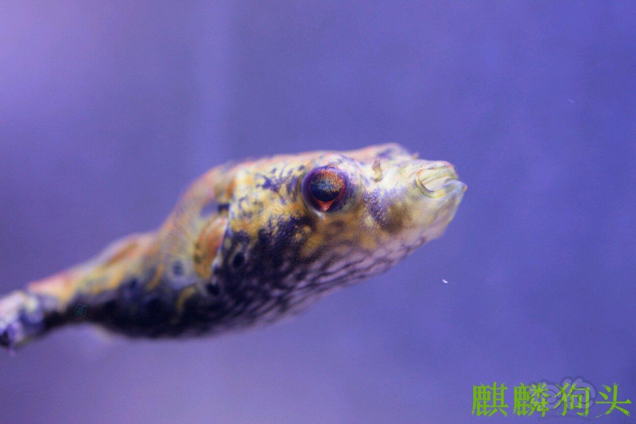 【其它】麒麟狗头(tetraodon palembangensis)