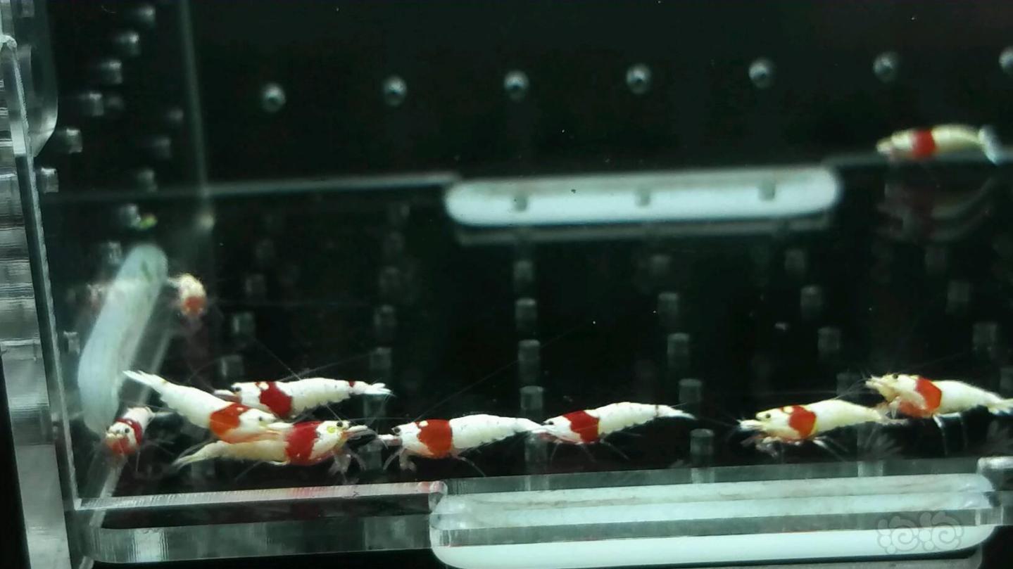 【虾】2017-05-28#RMB拍卖纯血红白白区水晶虾12只一份-图5