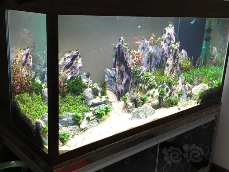 134底滤缸改造草缸完成