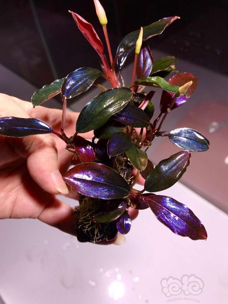 关于辣椒榕野猪的一些个人看法