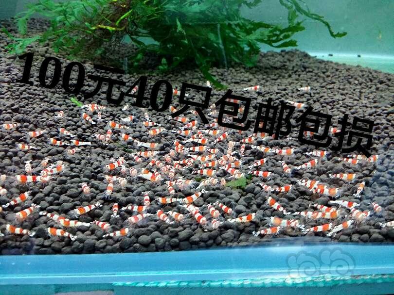 【出售】出售练手水晶虾100元40只包邮包损-图1