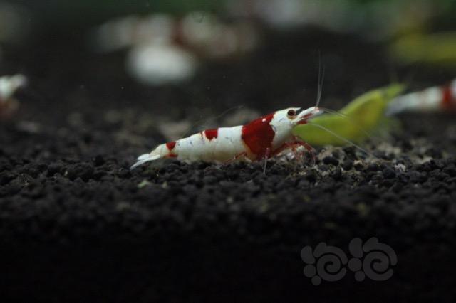 【出售】出红白水晶虾-01-图2
