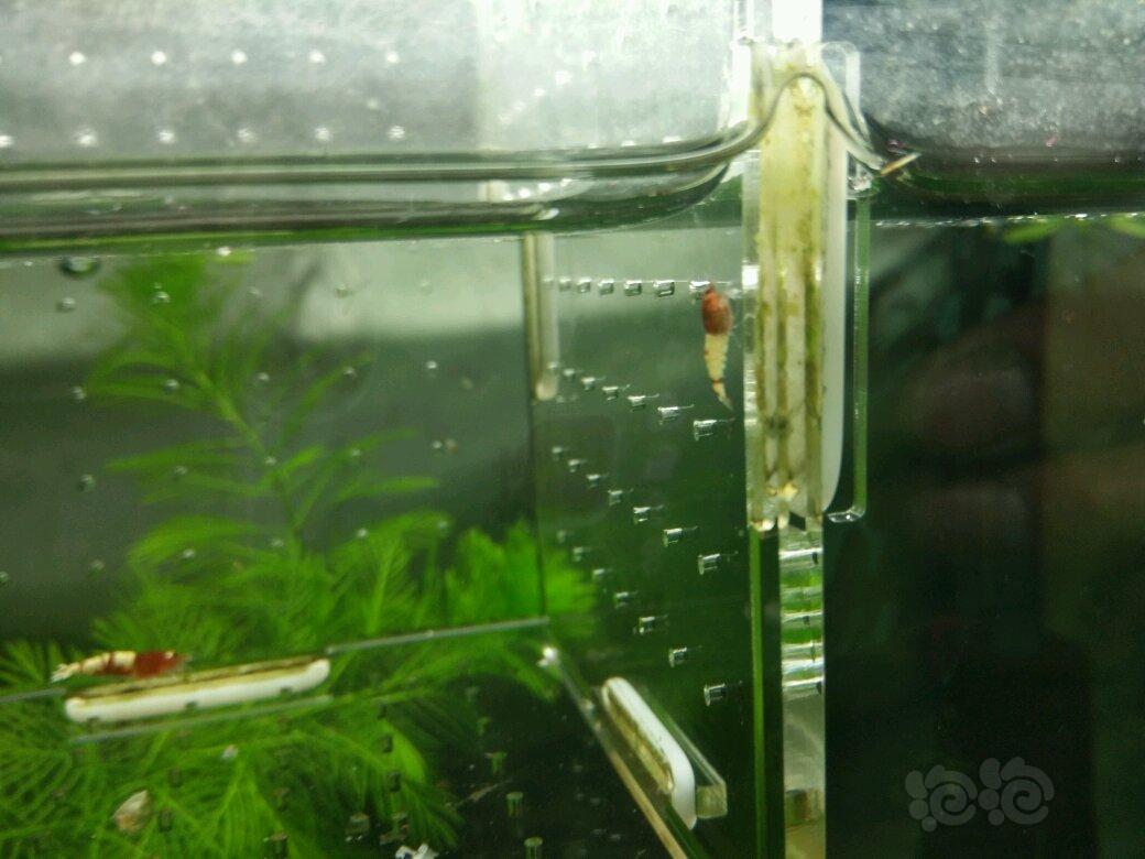 【虾】2017-05-23#RMB拍卖水晶虾一份-图3