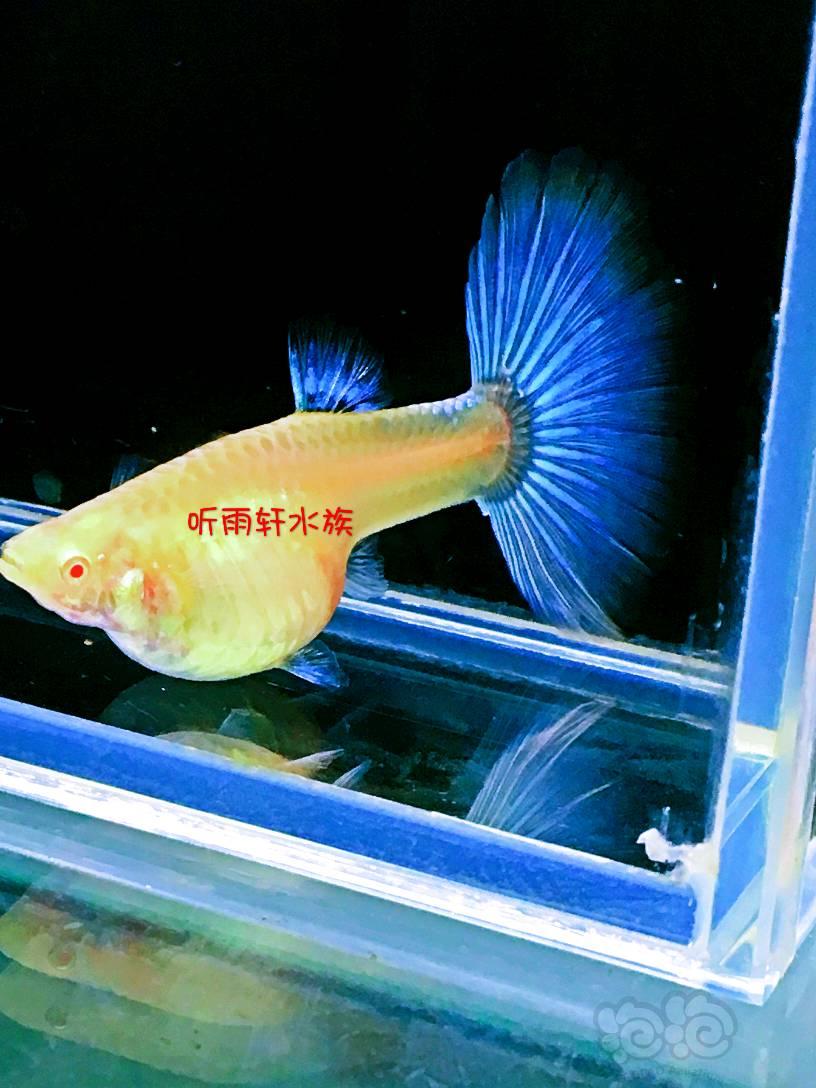 【孔雀鱼】【孔雀鱼】蓝白系列-图6